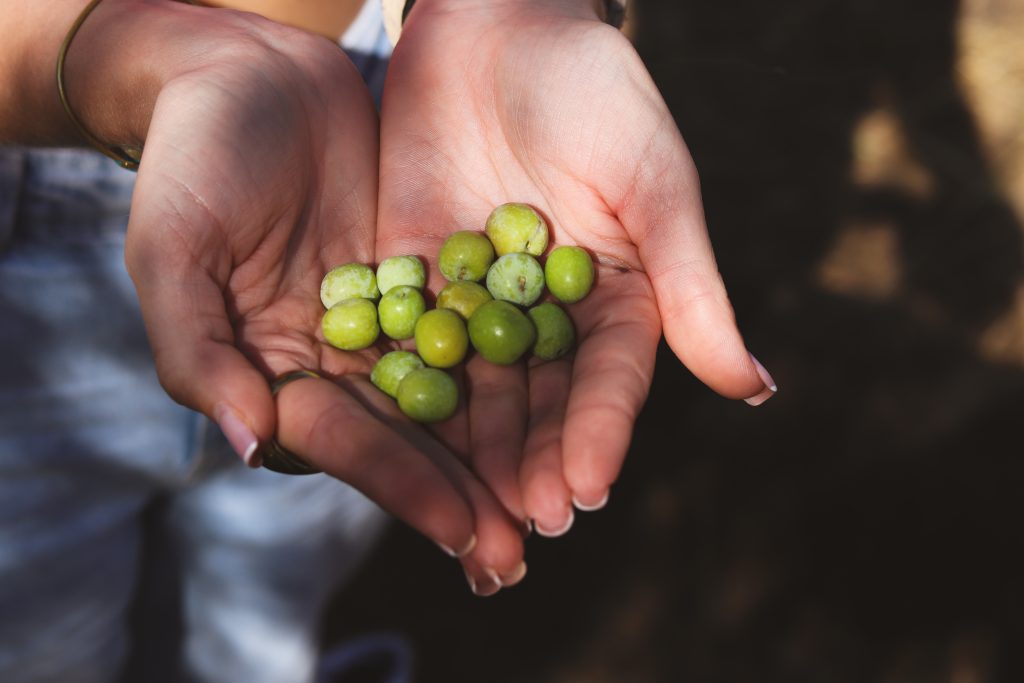 Viaje al mejor AOVE de España Finca La Torre