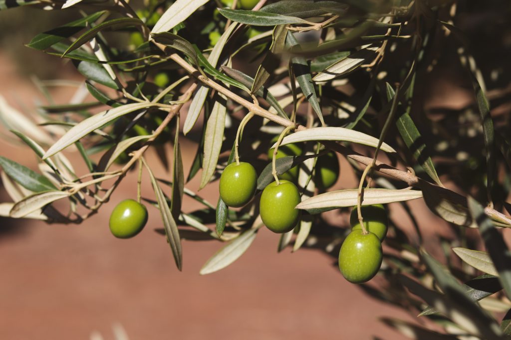 Finca La Torre Premio Alimentos de España