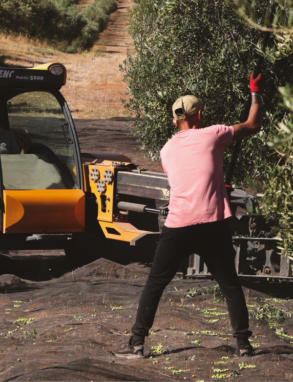 251108_Historia-Finca-La-Torre-olivos3