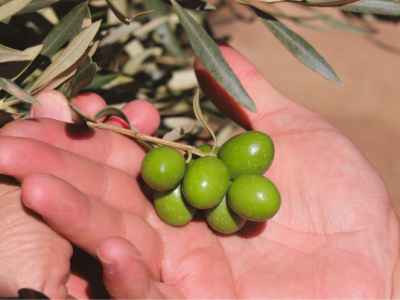 251108_Sobre-Finca-La-Torre_Legado1